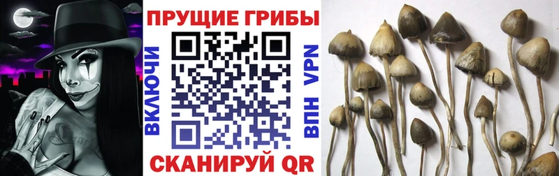 Галлюциногенные грибы Cubensis  Перевоз 